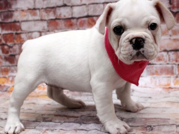 French Bulldog-DOG-Female-Cream-16741-Petland Wichita, Kansas