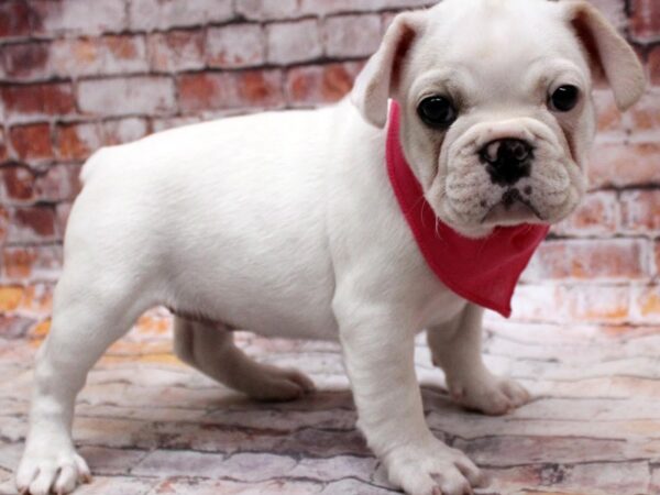 French Bulldog DOG Female Cream 16741 Petland Wichita, Kansas