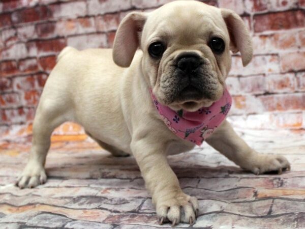 French Bulldog-DOG-Female-Cream-16740-Petland Wichita, Kansas