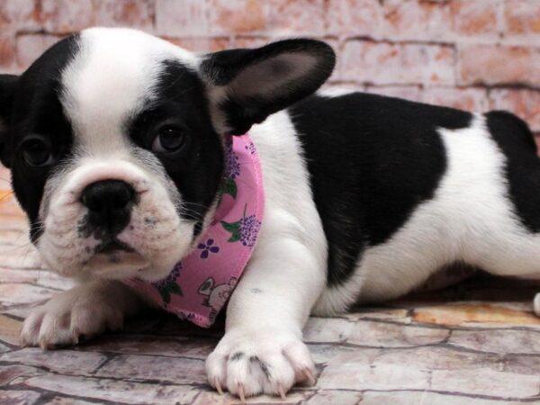 French Bulldog DOG Female White & Black 16739 Petland Wichita, Kansas