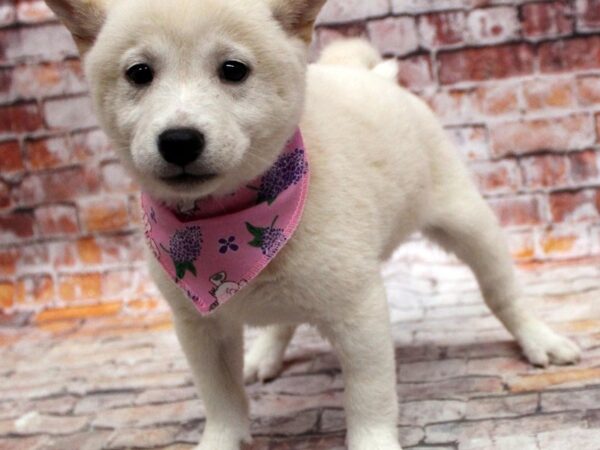 Shiba Inu DOG Female Cream 16738 Petland Wichita, Kansas