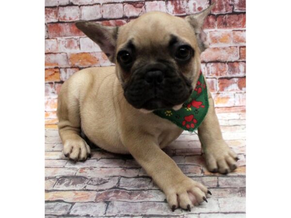 Fawn frenchie sales