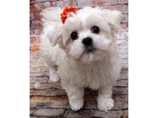 Malti Pekapoo-DOG-Female-White-16735-Petland Wichita, Kansas