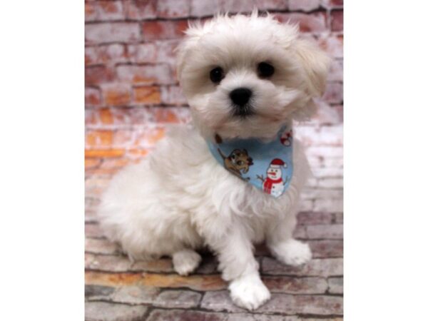 Malti Pekapoo DOG Male White 16734 Petland Wichita, Kansas