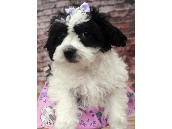 Havapoo DOG Female White & Black Parti 16733 Petland Wichita, Kansas