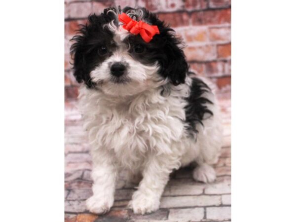 Havapoo DOG Female White & Black Parti 16732 Petland Wichita, Kansas