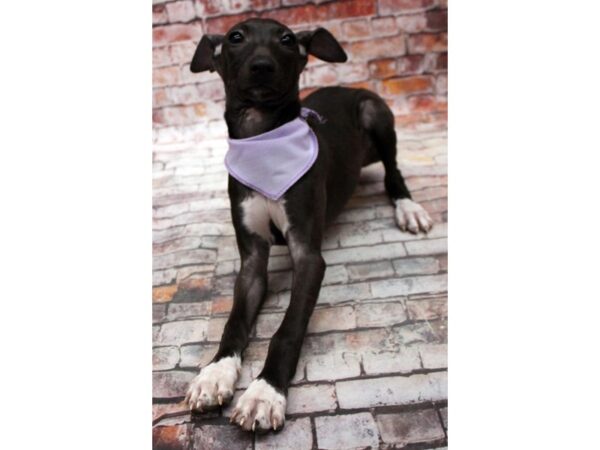 Italian Greyhound DOG Female Seal & White 16707 Petland Wichita, Kansas