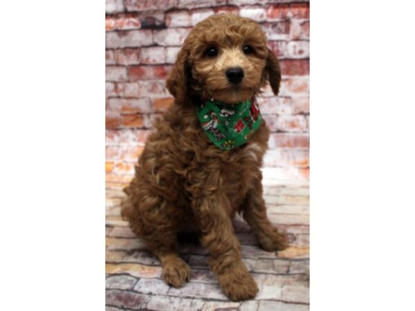 Miniature Poodle-DOG-Male-Red-16768-Petland Wichita, Kansas
