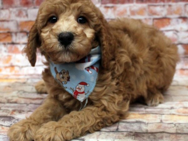 Miniature Poodle-DOG-Female-Red-16767-Petland Wichita, Kansas