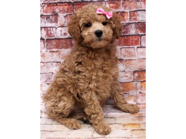Miniature Poodle-DOG-Female-Red-16766-Petland Wichita, Kansas