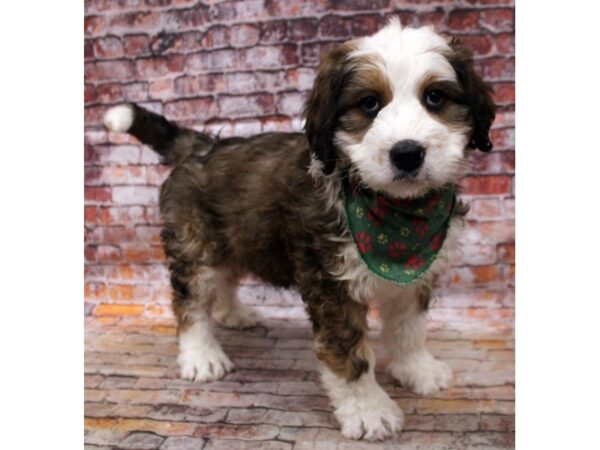 Bernedoodle DOG Male Sable Tricolor 16765 Petland Wichita, Kansas