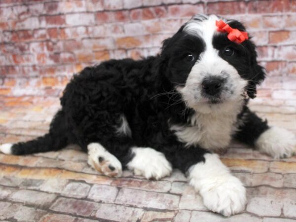 Bernedoodle-DOG-Female-Sable Tricolor-16764-Petland Wichita, Kansas