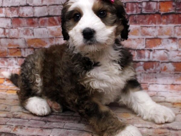 Bernedoodle-DOG-Female-Black & White Tuxedo-16763-Petland Wichita, Kansas