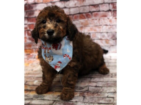 F1B Mini Goldendoodle DOG Male Red Sable 16762 Petland Wichita, Kansas