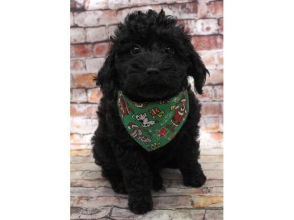 F1B Mini Goldendoodle-DOG-Male-Black-16761-Petland Wichita, Kansas