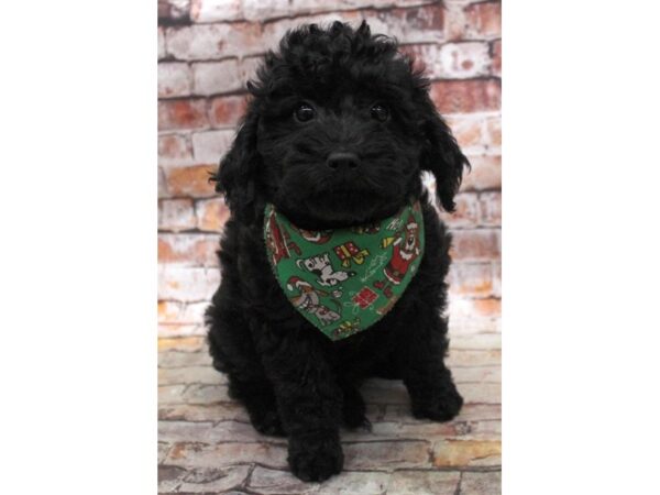 F1B Mini Goldendoodle DOG Male Black 16761 Petland Wichita, Kansas