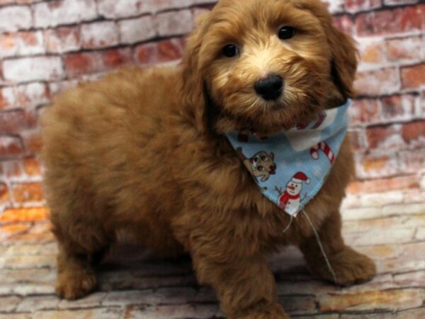 F1B Mini Goldendoodle-DOG-Male-Red-16760-Petland Wichita, Kansas