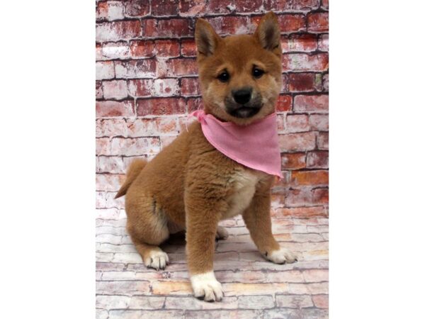 Shiba Inu DOG Female Red Sesame 16759 Petland Wichita, Kansas