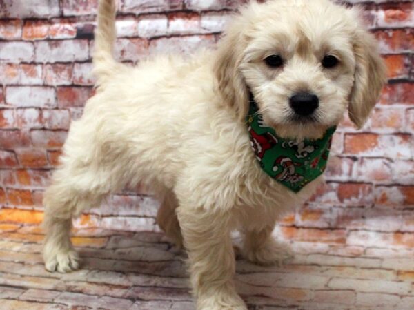 Miniature Goldendoodle-DOG-Male-Golden-16758-Petland Wichita, Kansas