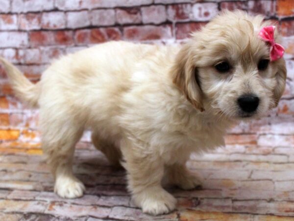 Miniature Goldendoodle DOG Female Golden 16757 Petland Wichita, Kansas