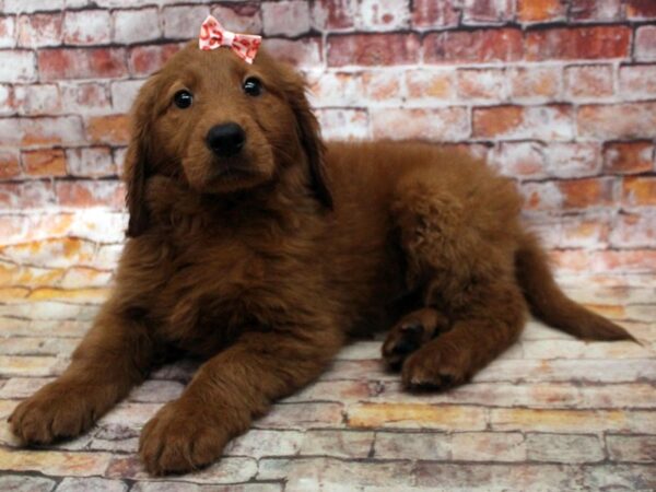 F1B Goldendoodle-DOG-Female-Red-16756-Petland Wichita, Kansas