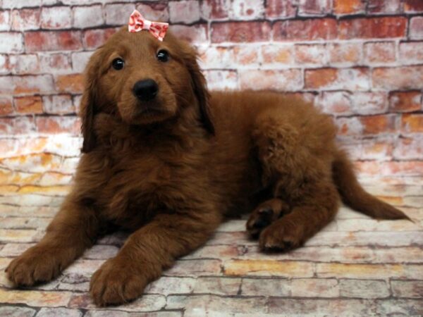 F1B Goldendoodle DOG Female Red 16756 Petland Wichita, Kansas