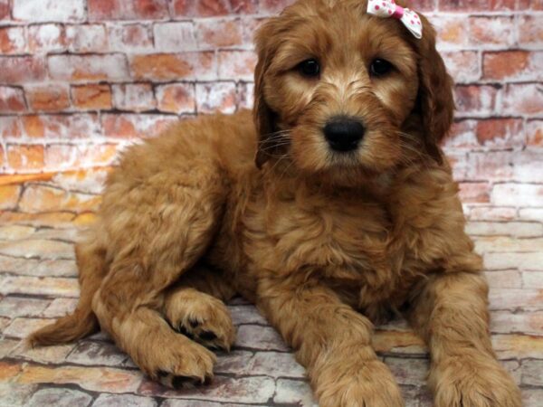 F1B Goldendoodle-DOG-Female-Red-16755-Petland Wichita, Kansas