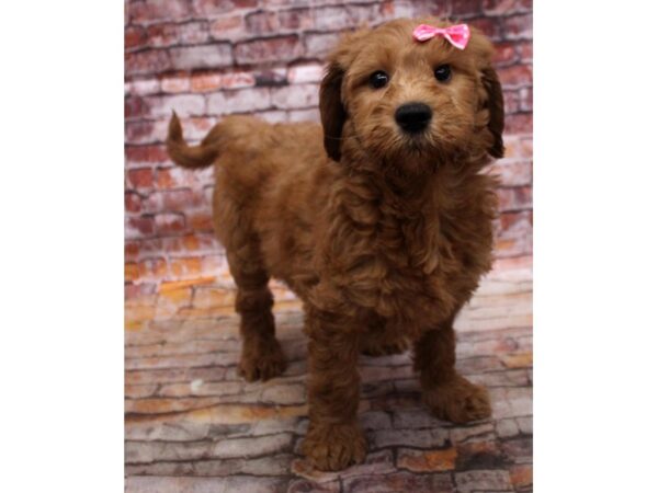 F1B Goldendoodle DOG Female Red 16754 Petland Wichita, Kansas