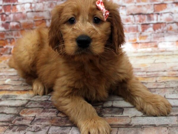 F1B Goldendoodle DOG Female Red 16753 Petland Wichita, Kansas