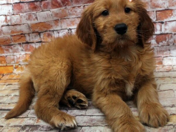 F1B Goldendoodle DOG Female Red 16752 Petland Wichita, Kansas