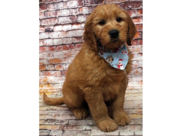 F1B Goldendoodle DOG Male Red 16751 Petland Wichita, Kansas