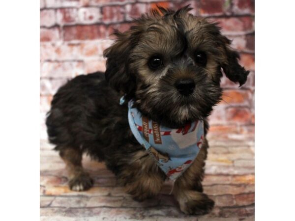 Toy YorkiePoo DOG Male Dark Sable 16750 Petland Wichita, Kansas