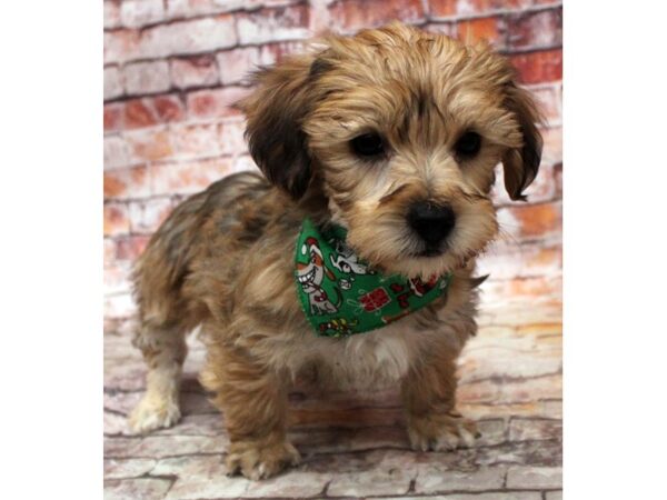 Toy YorkiePoo DOG Female Gold Sable 16749 Petland Wichita, Kansas