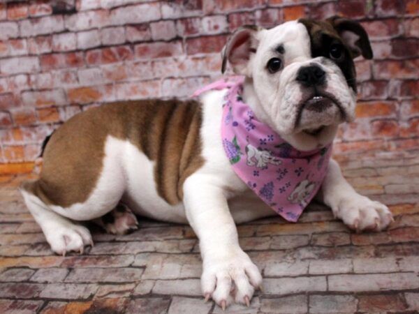 English Bulldog DOG Female Red & White 16668 Petland Wichita, Kansas