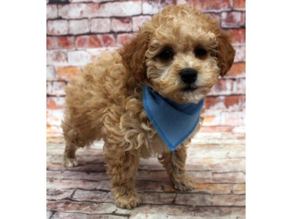 Miniature Poodle DOG Male Red 16794 Petland Wichita, Kansas