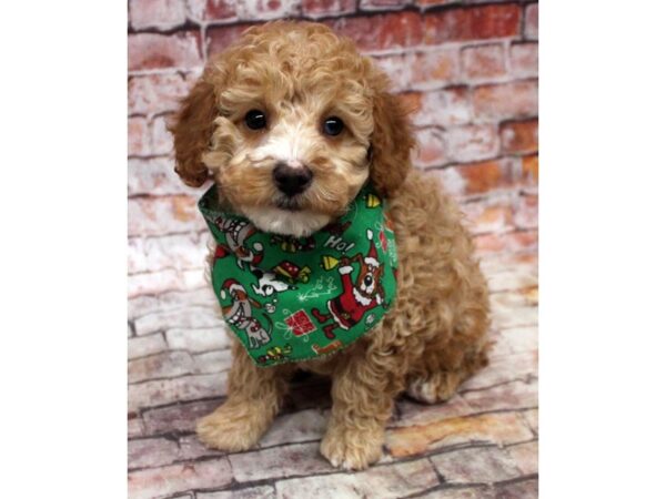 Miniature Poodle-DOG-Male-Red-16793-Petland Wichita, Kansas