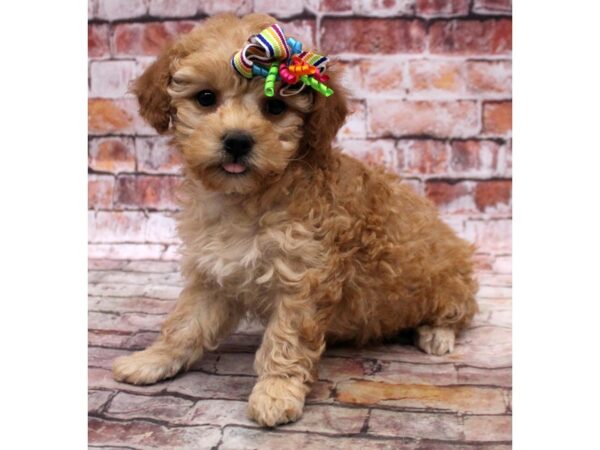 Miniature Poodle-DOG-Female-Red-16792-Petland Wichita, Kansas