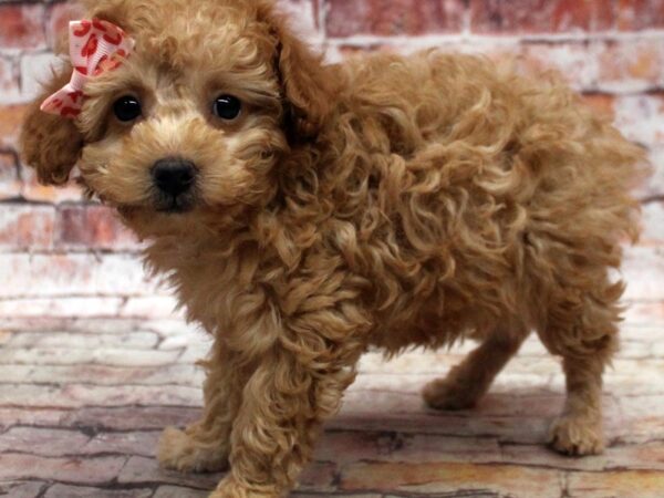 Miniature Poodle-DOG-Female-Red-16791-Petland Wichita, Kansas