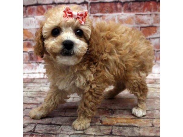 Miniature Poodle DOG Female Red 16790 Petland Wichita, Kansas