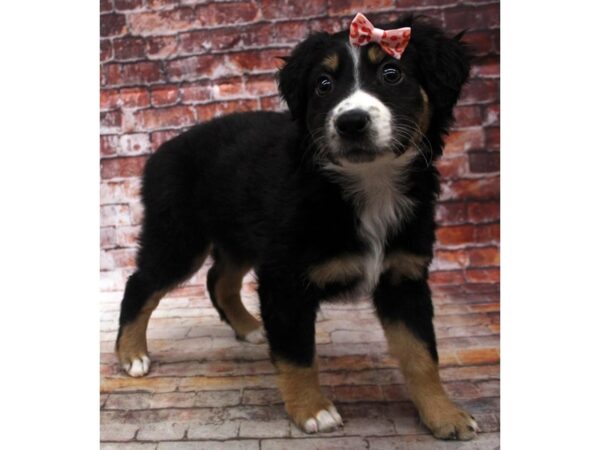 Miniature Australian Shepherd-DOG-Female-Black Tri-16789-Petland Wichita, Kansas