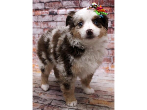 Miniature Australian Shepherd-DOG-Female-Red Merle-16788-Petland Wichita, Kansas