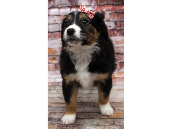 Miniature Australian Shepherd-DOG-Female-Black Tri-16787-Petland Wichita, Kansas
