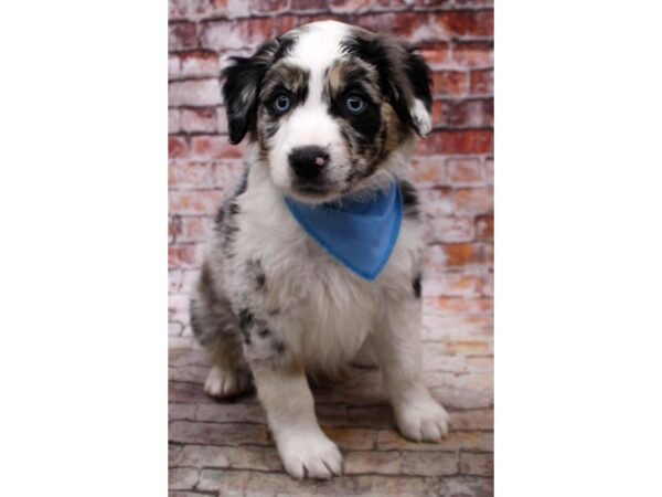 Miniature Australian Shepherd-DOG-Male-Blue Merle-16786-Petland Wichita, Kansas