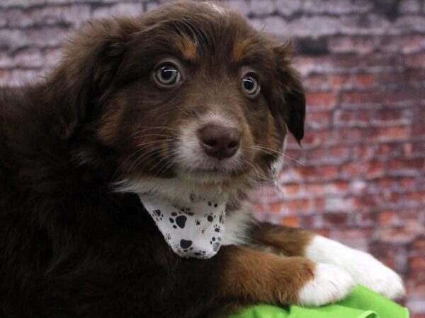 Miniature Australian Shepherd DOG Male Red Tri 16785 Petland Wichita, Kansas