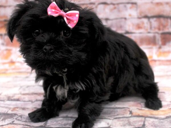 Morkie-DOG-Female-Black-16783-Petland Wichita, Kansas