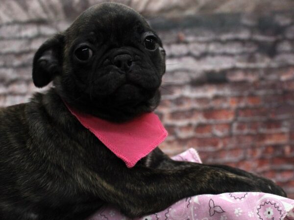 Bugg-DOG-Female-Brindle-16779-Petland Wichita, Kansas