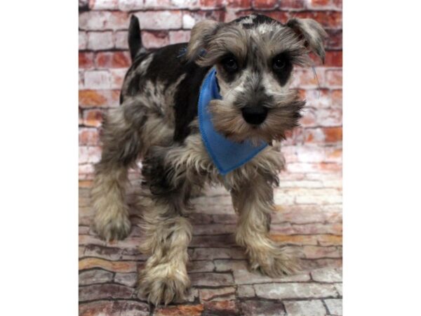 Miniature Schnauzer DOG Male Blue Merle 16778 Petland Wichita, Kansas