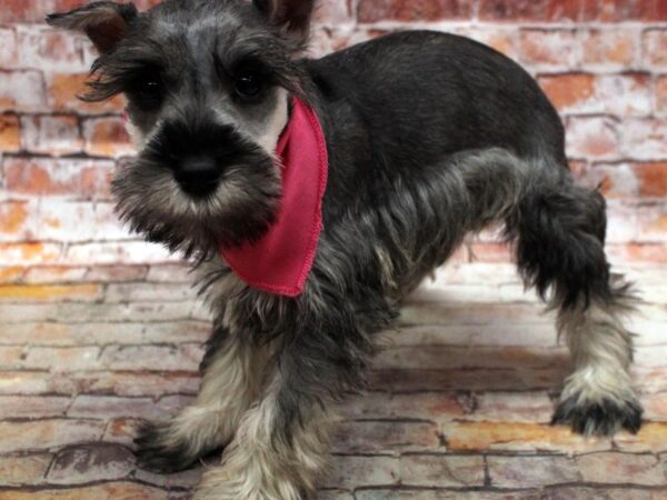 Miniature Schnauzer DOG Female Salt & Pepper 16777 Petland Wichita, Kansas