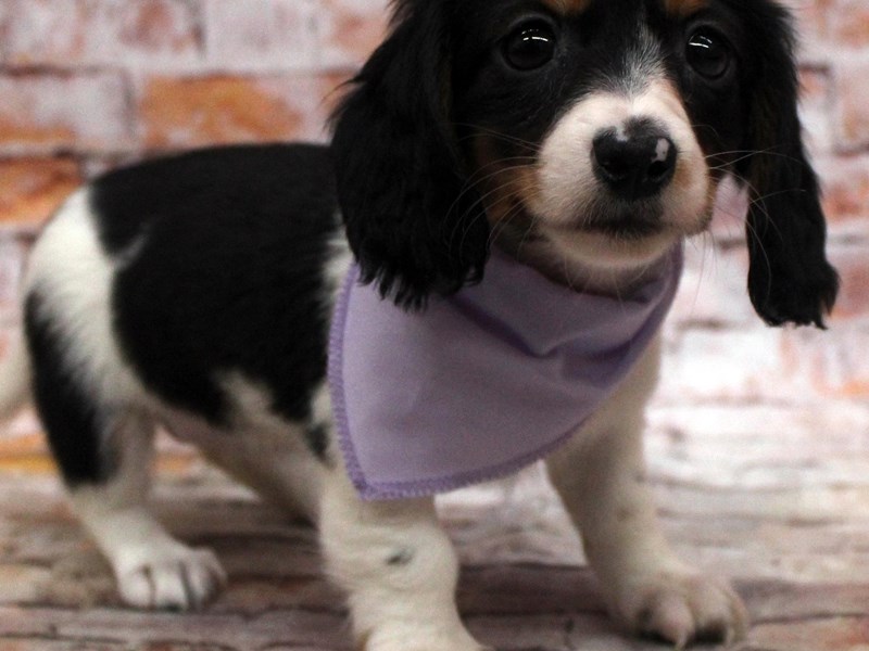 Miniature Dachshund Puppy Long Haired Blk Tri Piebald ID 16776 Located at Petland Wichita Kansas