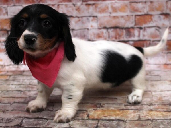 Miniature Dachshund DOG Female Long Haired Blk Tri Piebald 16775 Petland Wichita, Kansas